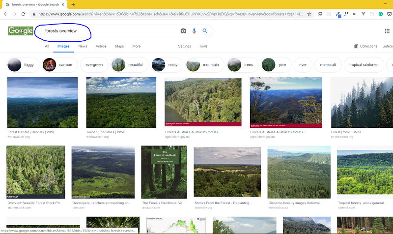 Google Images search for forests overview