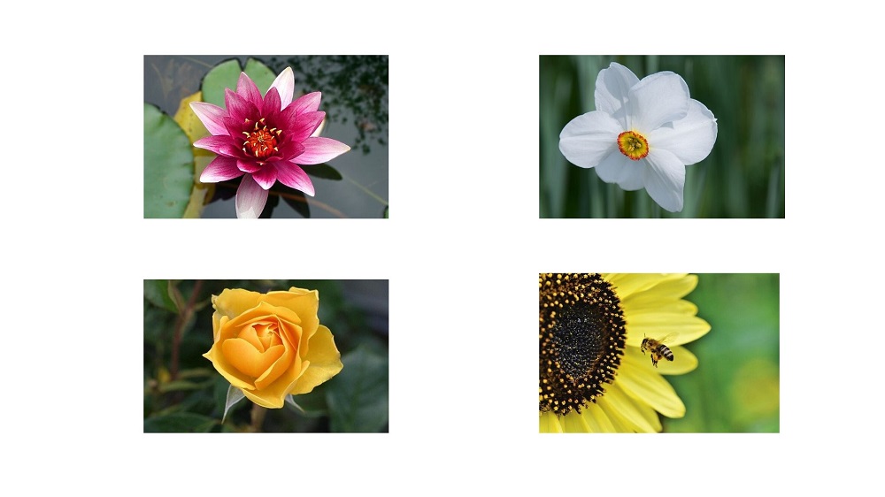 One flower from each type from the dataset