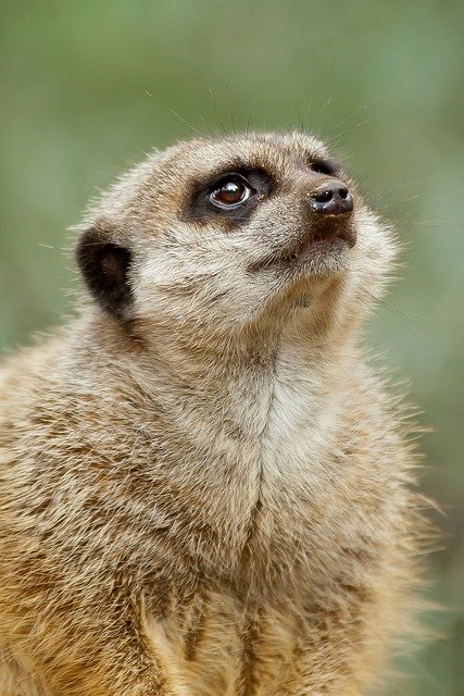 Meerkat image to be used for edge detection in this tutorial