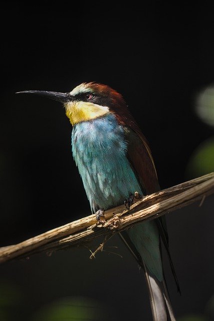 Image of a bird.