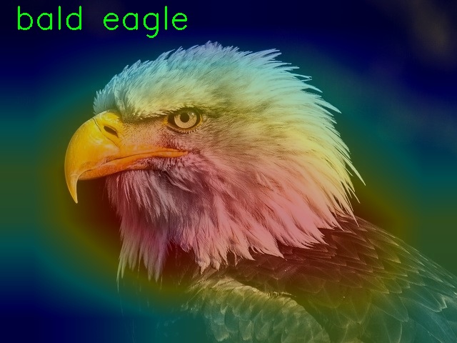 Class activation map for an image of a bald eagle using deep learning and PyTorch