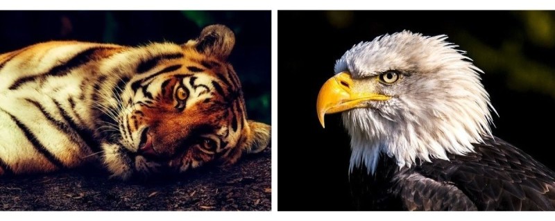 Input images of a tiger and eagle that we will use for class activation map using PyTorch.