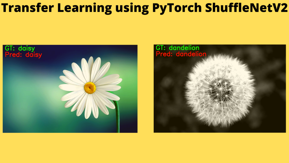 Transfer Learning using PyTorch ShuffleNetV2