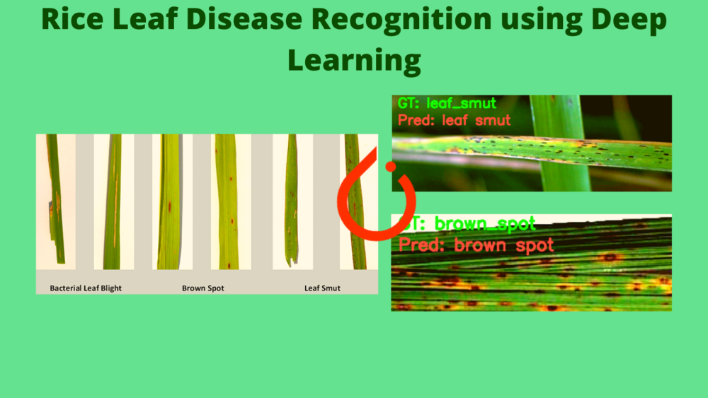 Rice Leaf Disease Recognition using Deep Learning