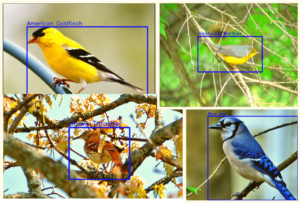 Bird Species Detection Using Deep Learning And Pytorch