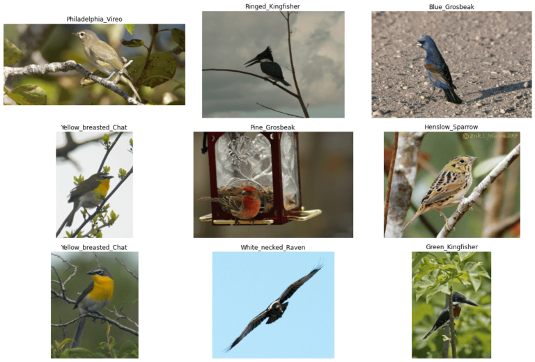 Caltech UCSD Birds 200 Classification