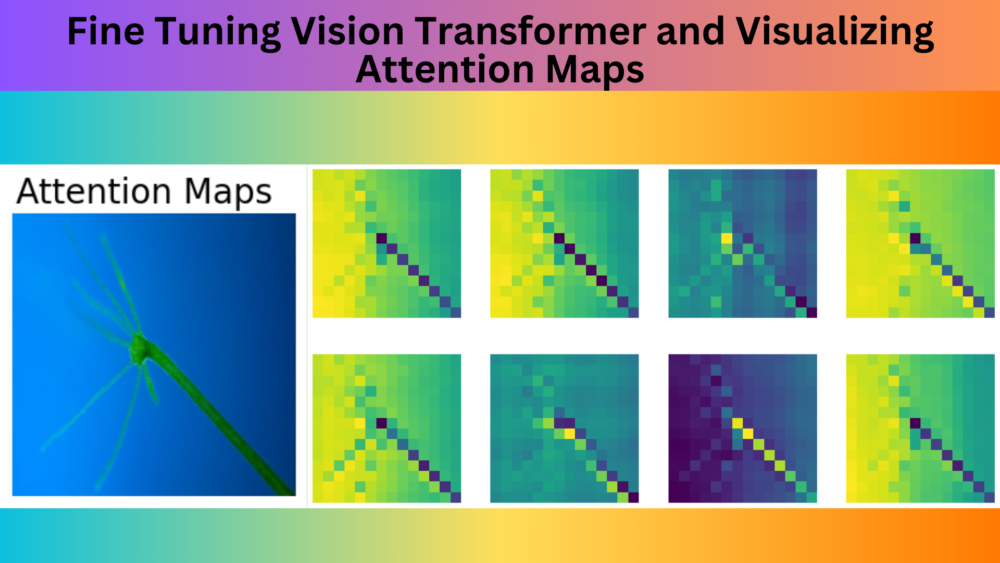 Fine Tuning Vision Transformer and Visualizing Attention Maps