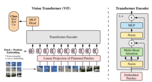 Fine Tuning Vision Transformer and Visualizing Attention Maps